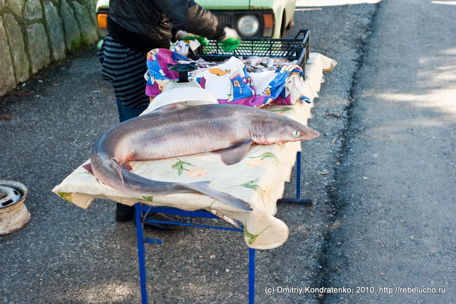 gagra2010-3.jpg