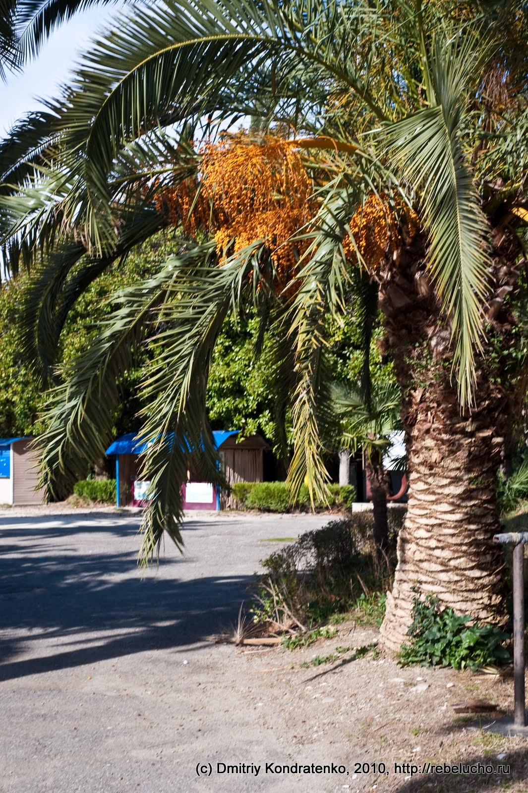 gagra2010-43.jpg