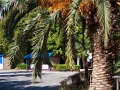 gagra2010-43.jpg